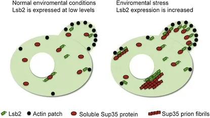 Lsb2 Expression in Yeast Cells