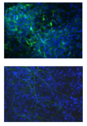 Embryonic stem cell neural impairment