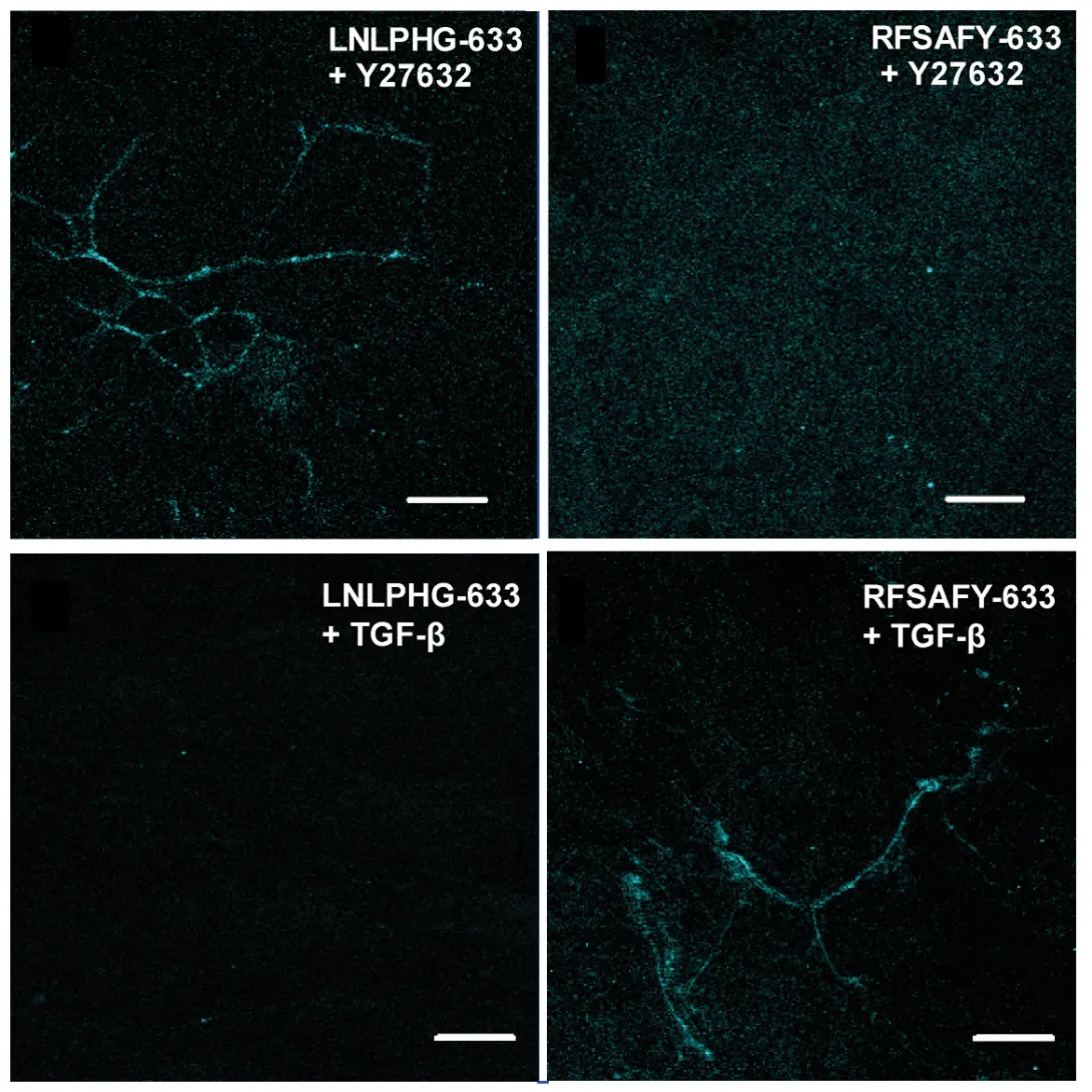 Molecular probes fibronectin strain ECM