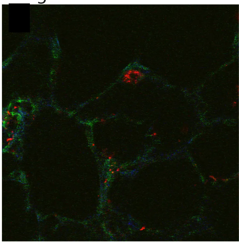 Molecular probes fibronectin strain lung tissue