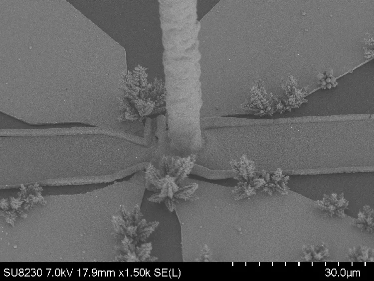 Scanning electron microscope image showing a central vertical pillar surrounded by small, tree-like crystalline formations. A scale bar indicates features measuring about 30 micrometers.