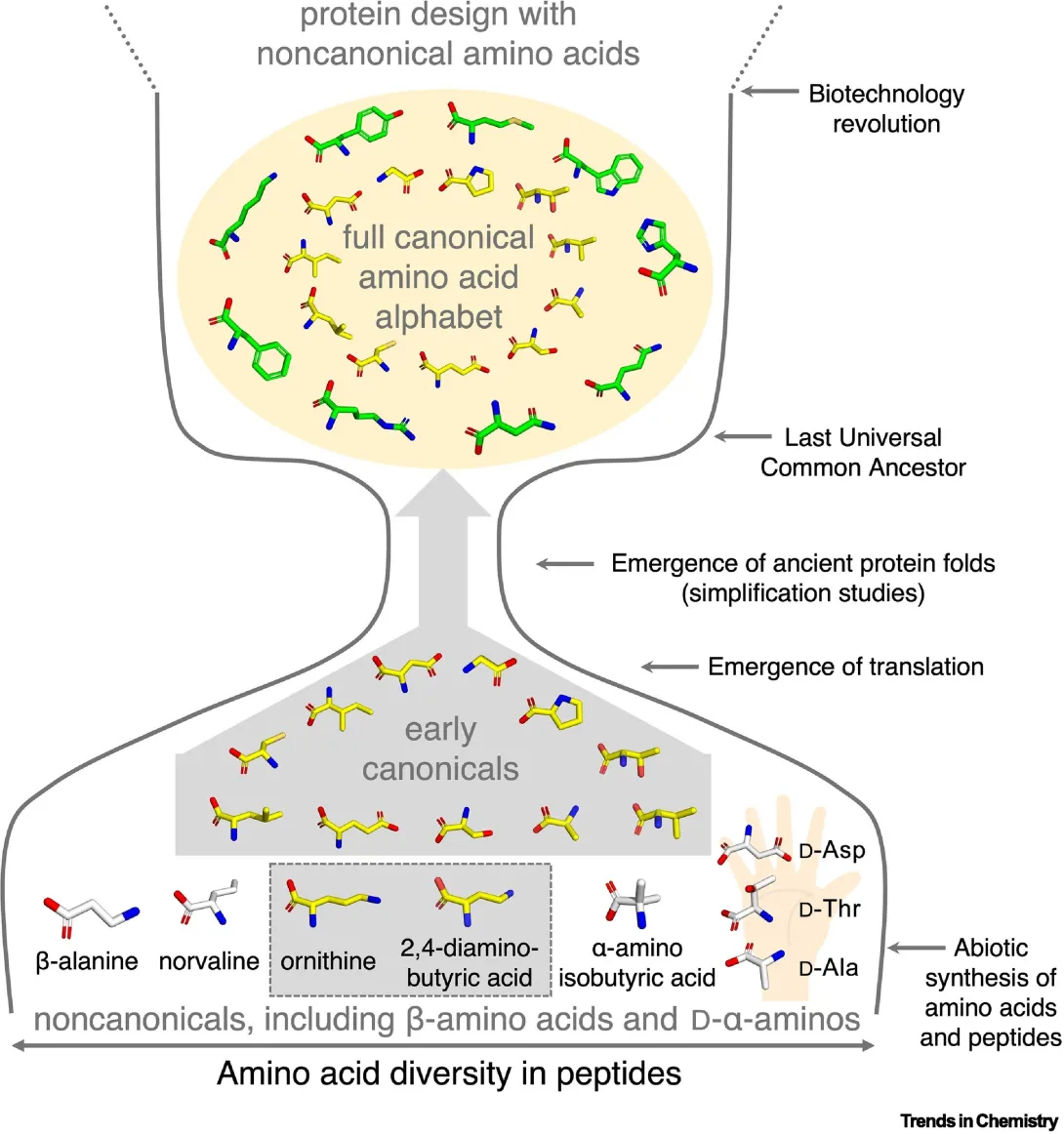 A diagram showing the history of peptides and proteins over time. It is shaped like an hourglass.