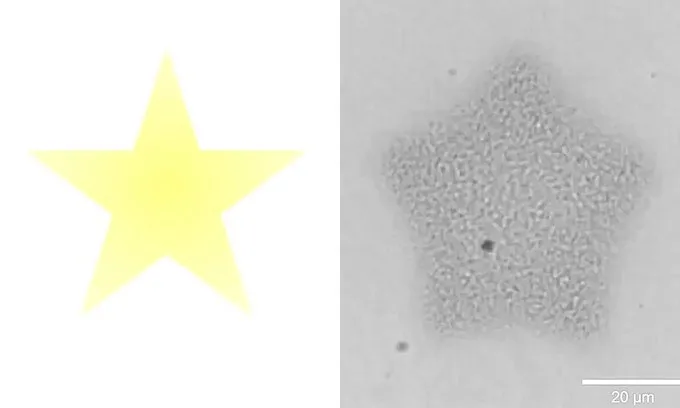 A yellow star shape is shown next to a microscope image of an artificial cell colony that has been directed to form the shape of a star.