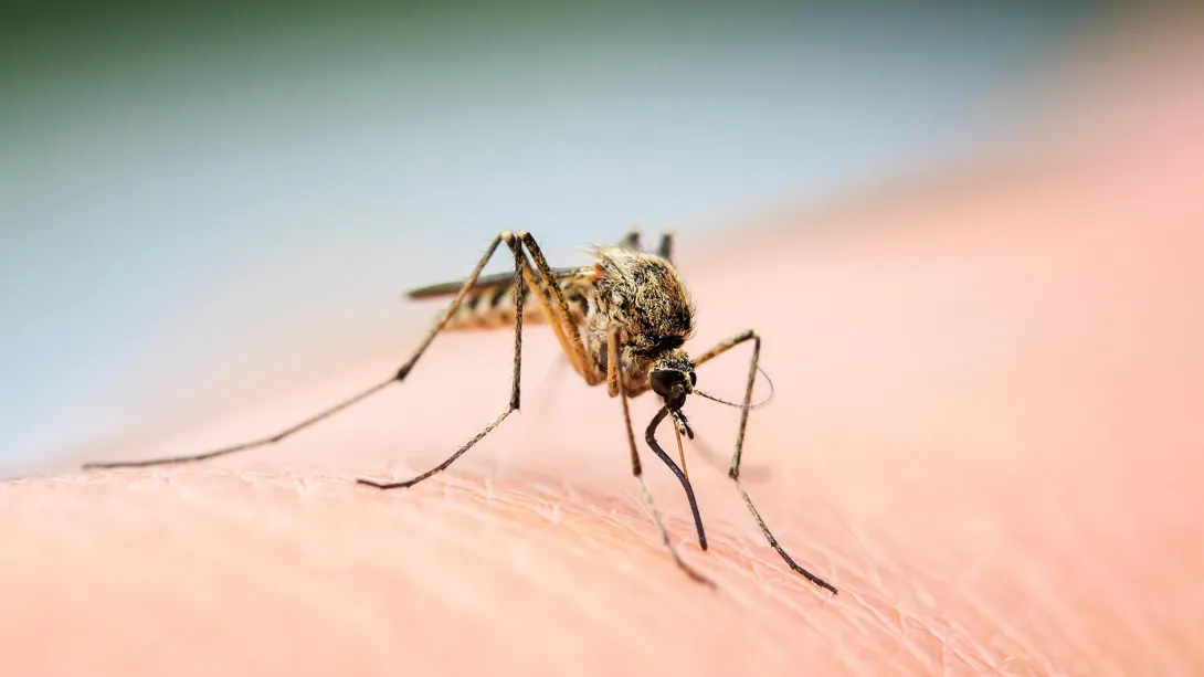 A female mosquito lands on a human.