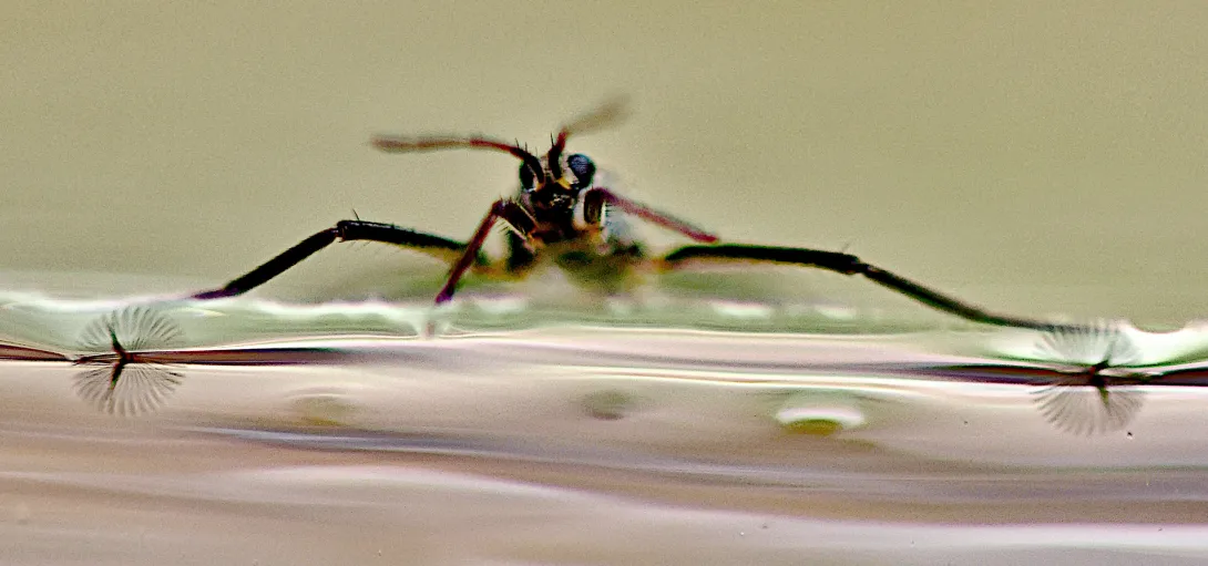 a water bug standing on water