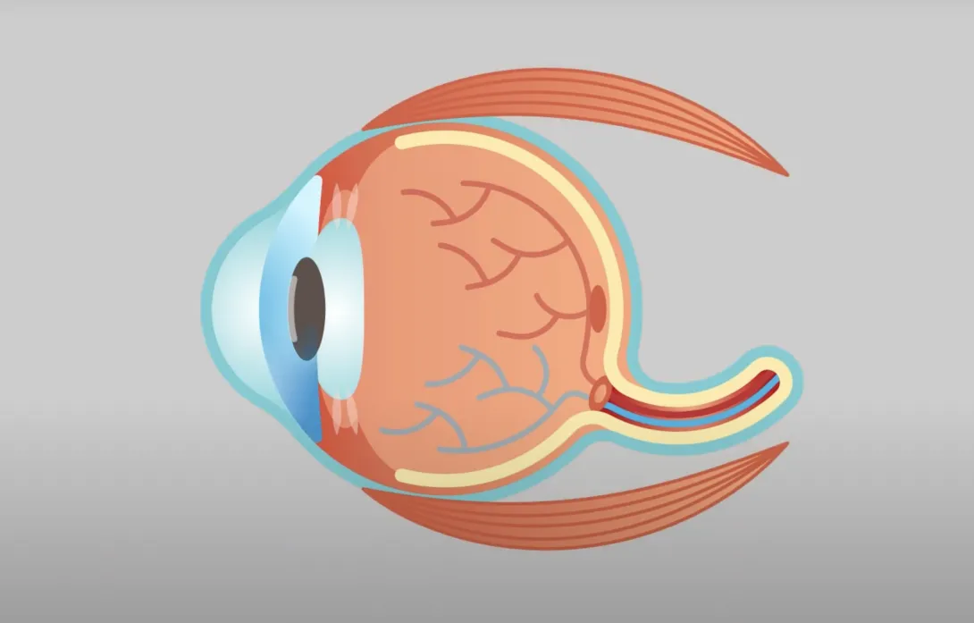 Eye