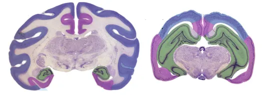 Comparative brain images showing a squirrel monkey on the left and a nine-banded armadillo on the right. Colored overlays highlight major brain systems: extensive blue neocortical regions in the monkey and enlarged purple olfactory regions in the armadillo, illustrating how different species allocate brain space according to their sensory needs.