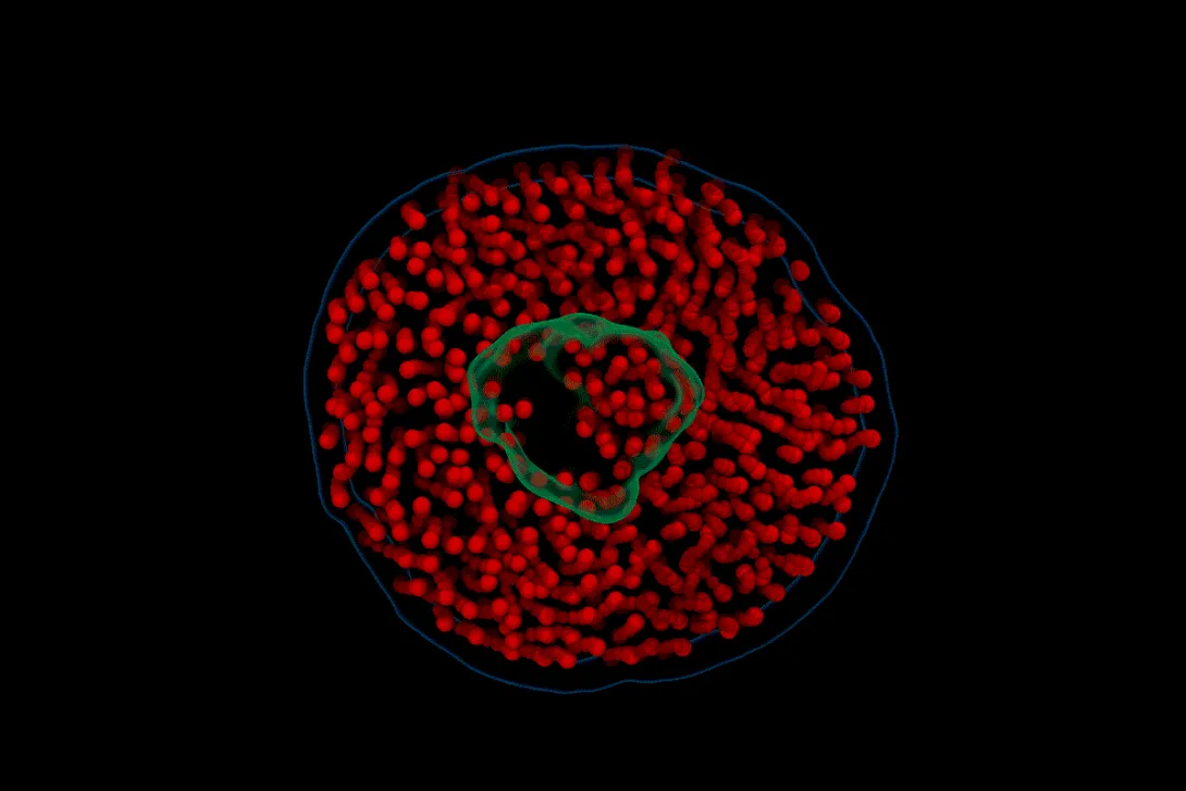 A computational model, based on raw video from electron videography, showing the motion of a nanodisc composed of lipids (red) and a membrane protein (green) in water.  GIF courtesy of John W. Smith