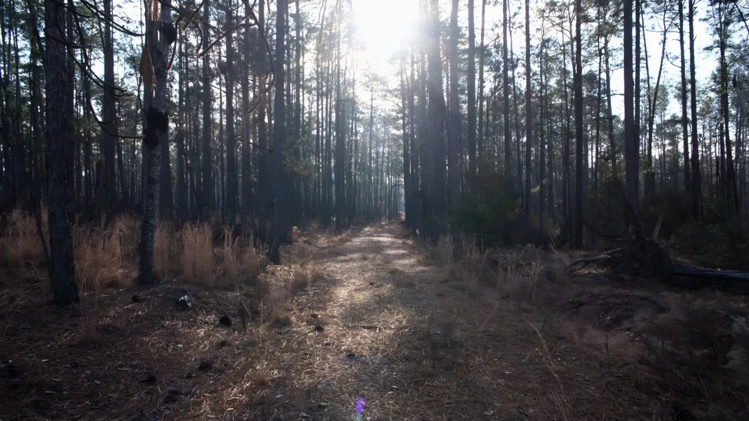 Forest in Soperton, Georgia