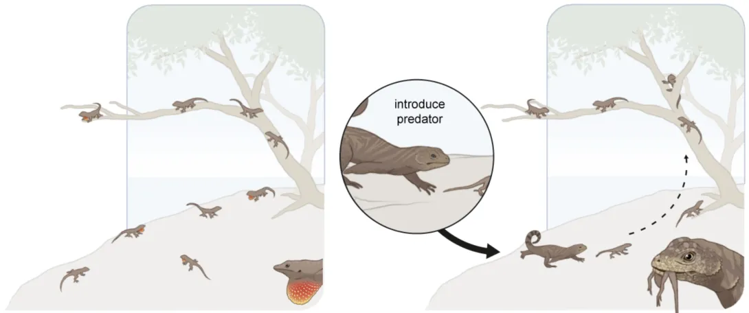 A series of experiment spanning 40 years on small islands in the Bahamas have revealed how prey species, like small brown anole lizards (Anolis sagrei), evolve in response to predators, like the larger curly-tailed lizard (Leiocepahlus carinatus). Importantly, due to the long-term nature of this research, scientists were able to track ecosystem changes in response to this predator-driven rapid evolution. (Illustration: Mark Belan/ArtSciStudios)