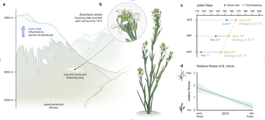 Long-term studies at the Rocky Mountain Biological Laboratory in Colorado, USA, reveal that Drummond’s rockcress (Boechera stricta), a North American wildflower, now bloom almost 4 days earlier each decade since the 1970s, responding to earlier snowmelt in the region. Long-term field studies are the key to understanding how species in the wild are evolving in response to climate change. (Illustration: Mark Belan/ArtSciStudios)