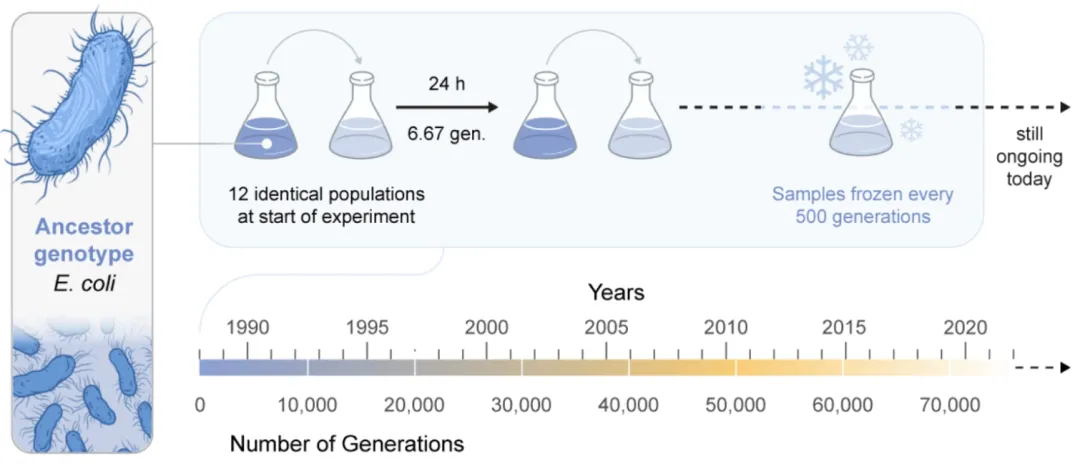 Founded in 1988, the Long-Term Evolution Experiment (LTEE) is the world’s longest-running ongoing evolution experiment now spanning 75,000 generations. Twelve genetically identical populations of the bacterium Escherichia coli have been allowed to evolve under constant conditions, and have uncovered general principles of evolutionary dynamics, such as how evolutionary novelties arise. (Illustration: Mark Belan/ArtSciStudios)