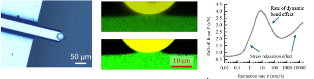 軟質材料の接着を支配する新たなメカニズムを発見(Georgia Tech Researchers Discover New Mechanism Behind Soft-Material Adhesion) 軟質材料の接着を支配する新たなメカニズムを発見(Georgia Tech Researchers Discover New Mechanism Behind Soft-Material Adhesion)