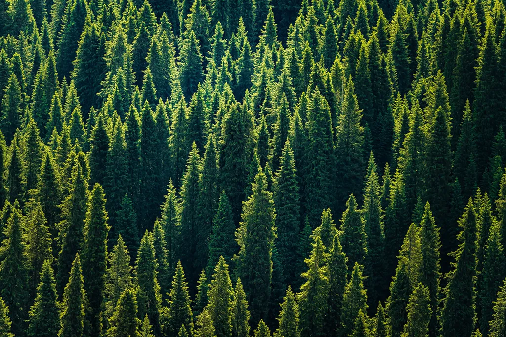 Southern pine trees