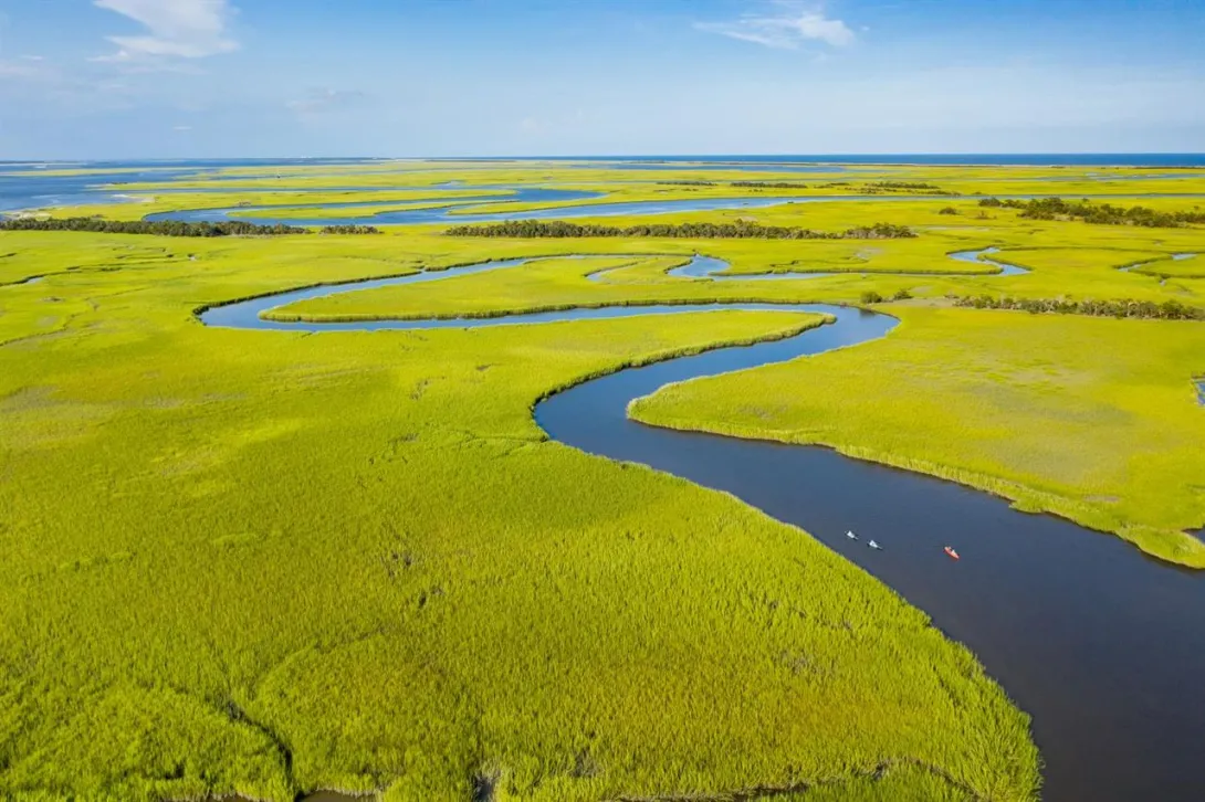 Vibrant 'Spartina alterniflora' salt marsh grass wraps the oxbow of a tidal waterway. (Credit: Bald Head Island Conservancy)