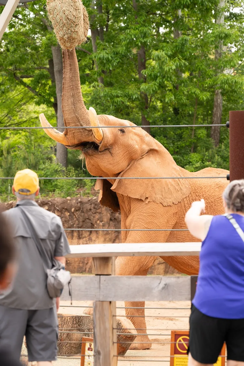 Elephant uses its trunk to grab hay that is suspended in the air