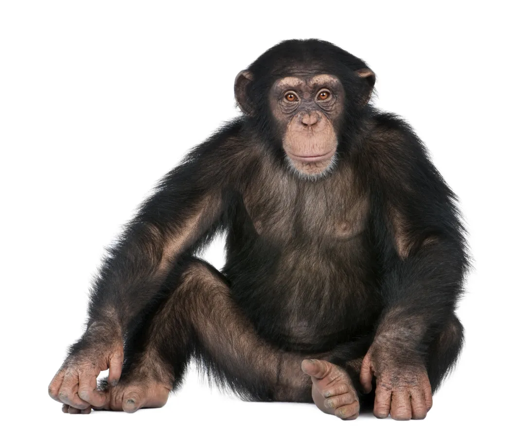 Chimpanzee