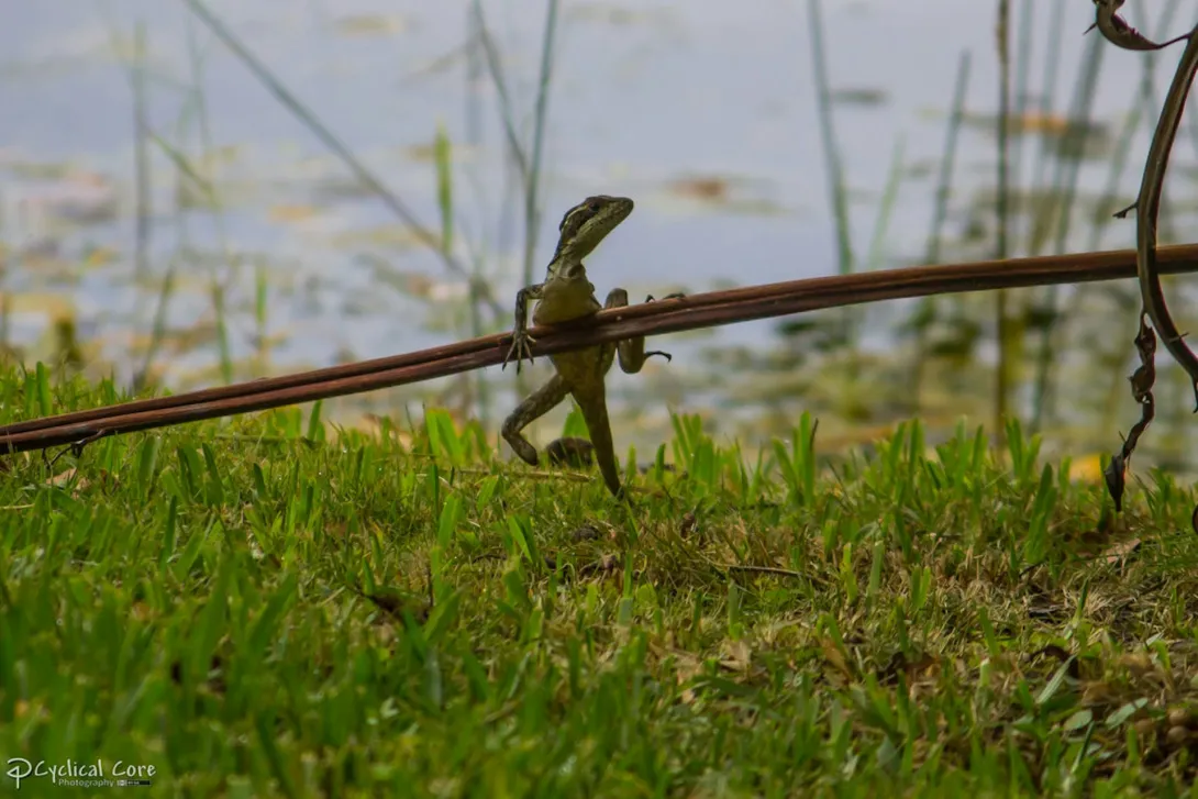 A brown basilisk missing both its entire left forearm and part of its right hind limb. Brian Hillen