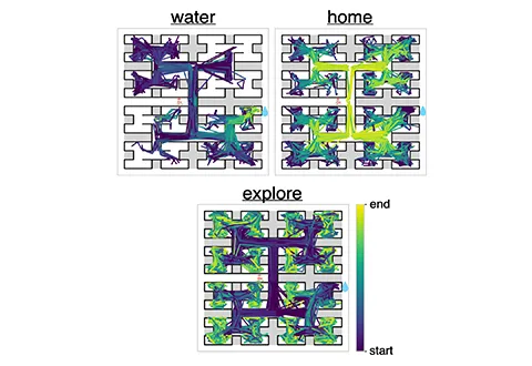Three maze-like diagrams labeled ‘water,’ ‘home,’ and ‘explore,’ each showing colored paths representing an animal’s movement through the maze. The paths shift from dark purple at the start to bright yellow at the end, indicating progression over time according to the color scale on the right