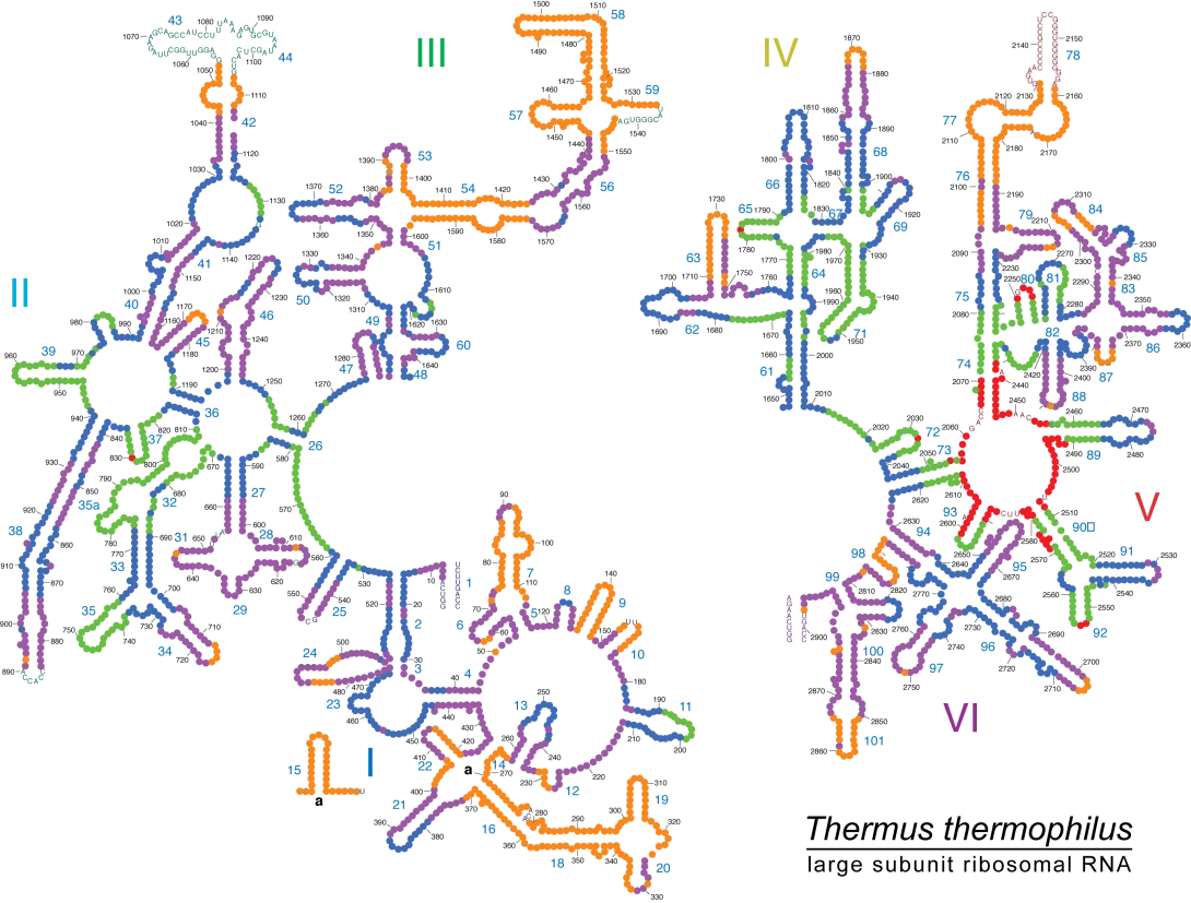 Thermus thermophilus - large submit ribosomal RNA